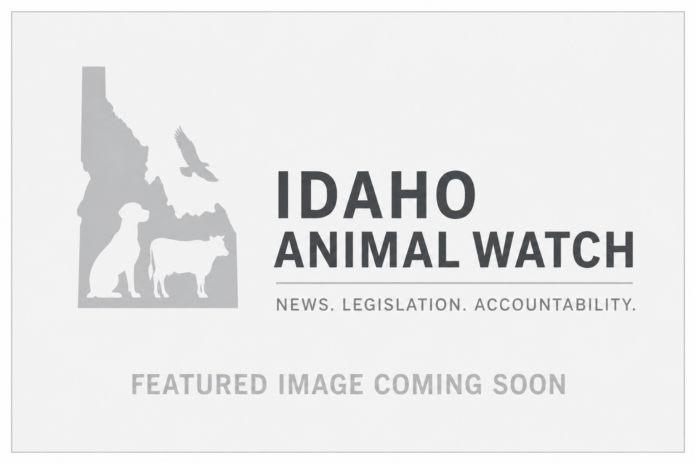 Idaho Animal Watch